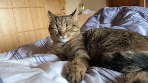 Kleine Katze aus guten Hause in liebevolle Hände abzugeben. 