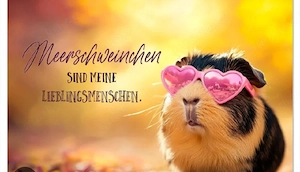 Suchen Meerschweinchen  :)
