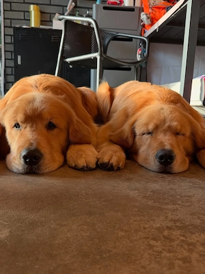 Geimpfte Golden-Retriever-Welpen