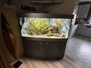 Eckaquarium mit gebogener Scheibe!