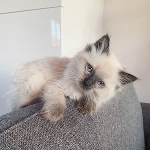    Freundliches und anhängliches Ragdoll-Kätzchen   liebevoll aufgezogen