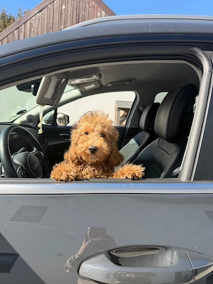 Toypudel Welpe   4 Monate   geimpft & gechipt   liebevoll aufgezogen