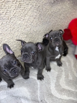 Französische Bulldoggenwelpen bereit für ein goldenes Zuhause
