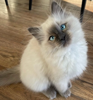 Kleines Liebesbündel   Verschmustes Ragdoll-Kätzchen abzugeben