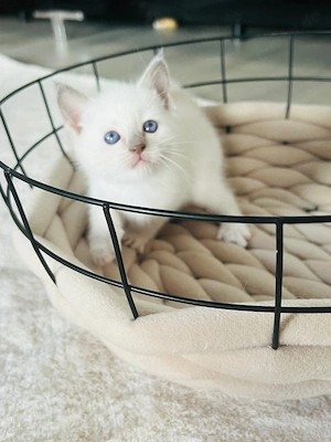 Heilige Birma Siam Bluepoint Kitten