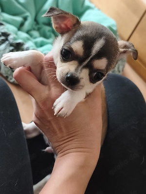 Wunderschöne Chihuahua Welpen in KH 