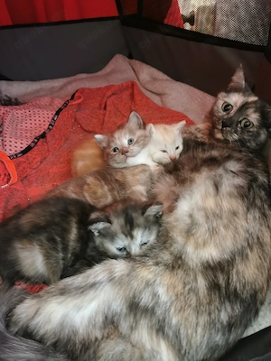 Türkisch Angora Mix Kätzchen 12 Wochen alt 