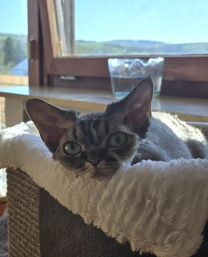 Junges, hübsches  Mädchen Lika sucht ein neues liebevolles Zuhause!