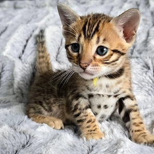 Britisch Kurzhaar-Kätzchen 