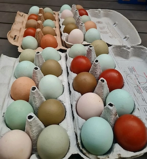 Bruteier Olivleger Marans Legbar Araucana Silverrudds Blumenhühner Wyandotten Appenzeller 