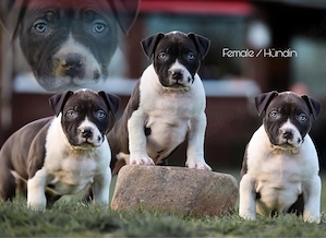 American Bully Welpe XL XXL mit abkc papiere