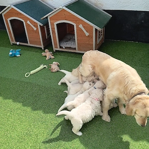 Golden retriever welpen 