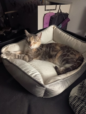 Sehr schöne süße Katze sucht neues Zuhause 