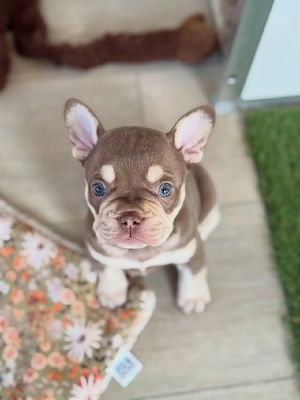 Französische Bulldoggenwelpe. Männlich.