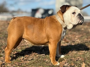 Englische Bulldogge Ronja sucht ein liebevolles Zuhause   