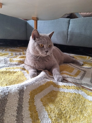 Mobile Tierbetreuung für Haustiere