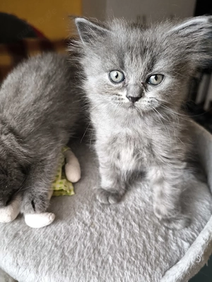 BKH  BLH Kitten suchen ein liebevolles Zuhause 