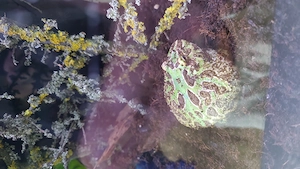 Schmuckhornfrosch WF-NZ'11'25