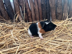 Meerschweinchen Jungtiere aus artgerechter Haltung,Kastrate