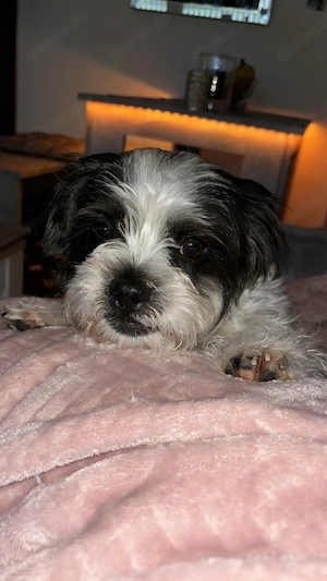 suche rüde zum decken 