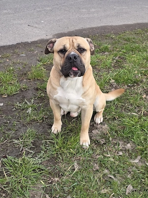 Old English   Cane Corso Mix Rüde 