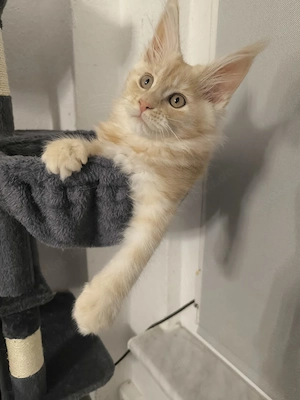 Wunderschöne Rassekätzchen Gesund, verspielt und mit ausgezeichneter Abstammung. Perfekt für Familie