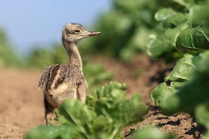Nandu kücken gesucht