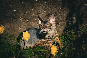 Don Sphynx 4j, kastriert