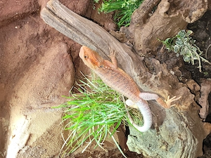 Pogona vitticeps "High Red+Paradies"
