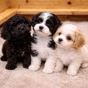 Exklusive Cavapoo Welpen, 3 Rüden