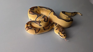 Wunderschöner Königspython   leuchtend gelb, zahm & futterfest 