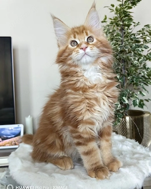 Wunderschönes Maine-Coon-Kätzchen zu verkaufen 