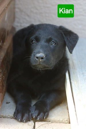 Malinois Aussiedor Mix Welpen
