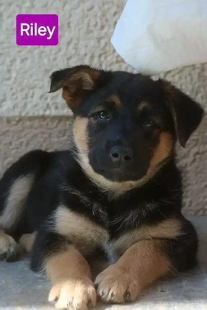 Malinois Mischlings Welpen 