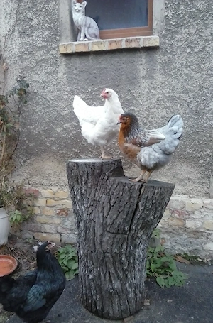 Bauernhaus Nähe Mühlfeldsee