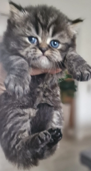 Britisch-Langhaar-Kitten 