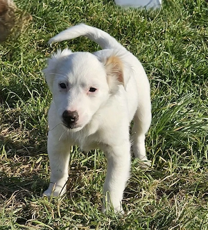 Fine - kleine Maus auf Körbchensuche