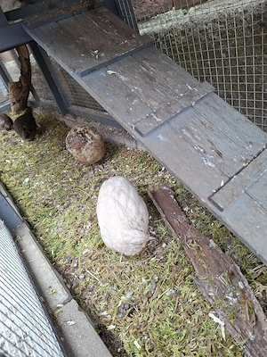 Wachtelhähne Bild 3