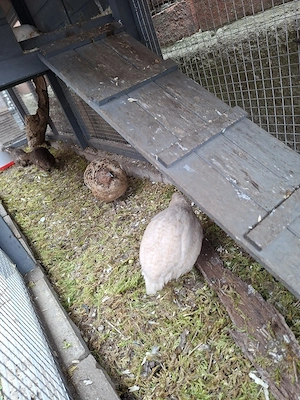 Wachtelhähne Bild 2