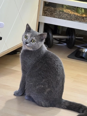 Britisch Kurzhaar Katze 11 Monate alt