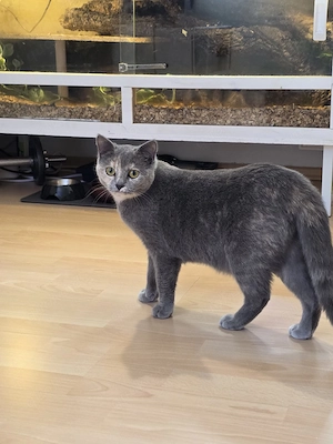 Britisch Kurzhaar Katze