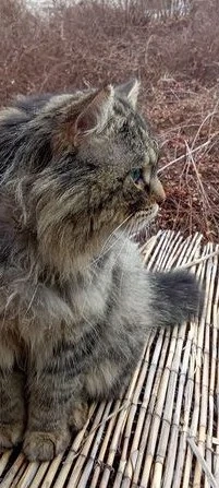 Deckkater Waldkatze Britisch Langhaar Mix, Langhaarig, BLH, BKH