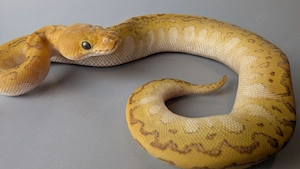 Wunderschöner Königspython   leuchtend, zahm & futterfest 