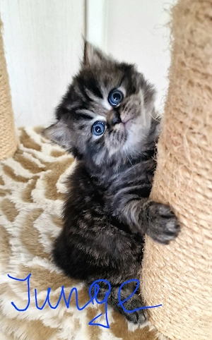 Britisch-Langhaar-Kitten 