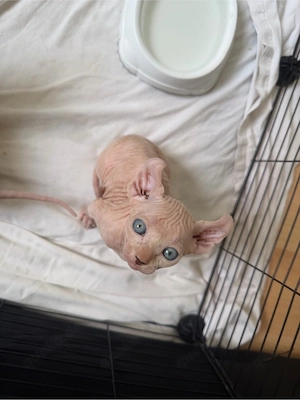 Sphynx Elf Baby Katzen