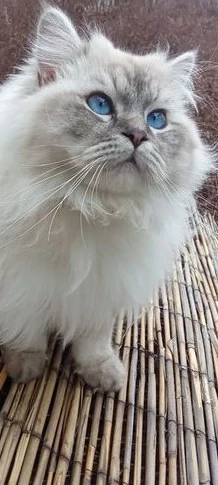 weißer Deckkater point blaue Augen Britisch Langhaar BLH BKH Birma 