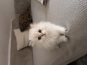 BLH - 13 Wochen alt sucht neues liebevolles Zuhause