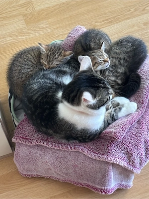 Glückskatze sucht ein neues Zuhause Bild 2