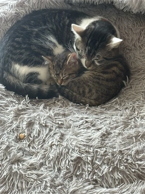 Glückskatze sucht ein neues Zuhause Bild 3