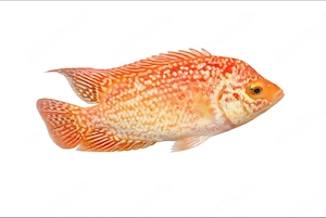 Flowerhorn Zuchtauflösung 